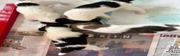 Fox Terrier dogs for sale: KC Wire haired fox terrier pups based in Kent - Advert 26