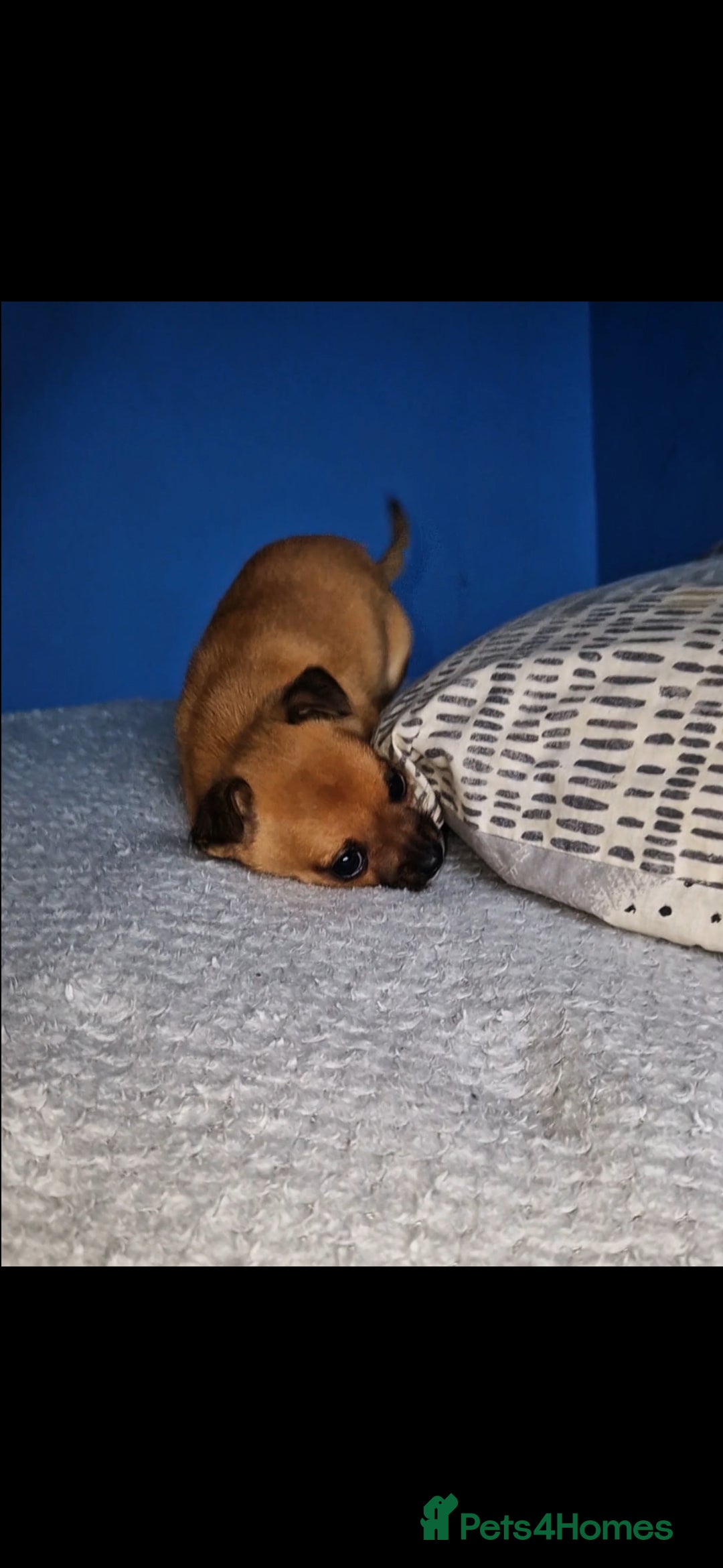 Mixed Breed dogs for sale: Adorable 9 weeks old male jackawawa puppy - Advert 8