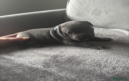 Staffordshire Bull Terrier dogs for sale: 1 male Blue Staff Bull Terrier pup 💙 in Hitchin - Image 16
