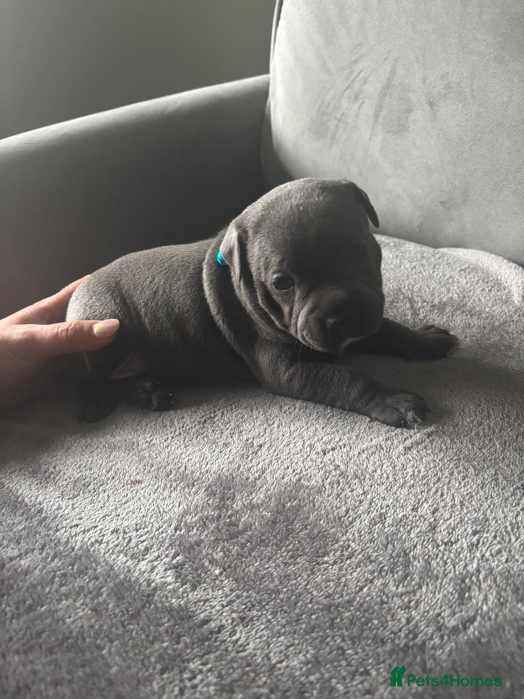 Staffordshire Bull Terrier dogs for sale: 1 male Blue Staff Bull Terrier pup 💙 in Hitchin - Image 16