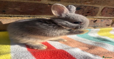 Netherland Dwarf rabbits - Advert 15