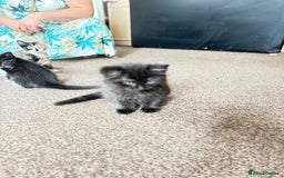 Mixed Breed cats for sale: Kittens  - Image 18