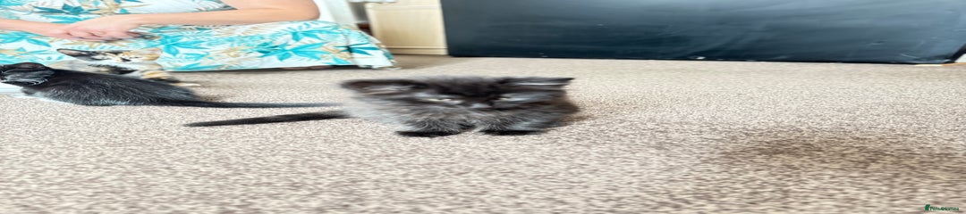 Mixed Breed Kitten 3