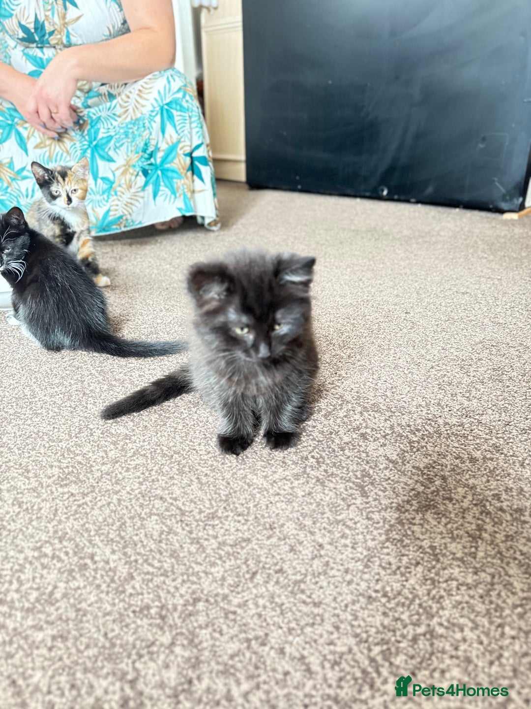 Mixed Breed cats for sale: Kittens  - Image 18