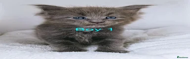 Boy 1