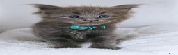 Maine Coon cats for sale: DNA health tested blue maine coon kittens - Advert 30