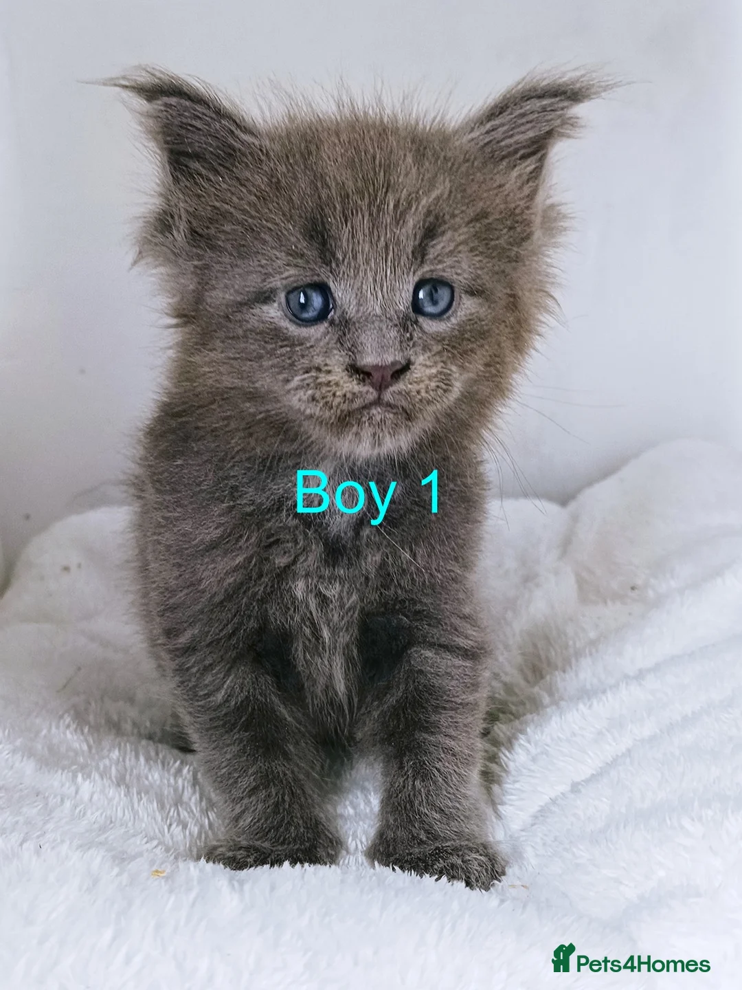 Maine Coon cats for sale: DNA health tested blue maine coon kittens - Advert 30