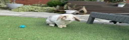 Dwarf Lop rabbits for sale: 2 friendly Neutered male dwarf lop rabbits  - Advert 11