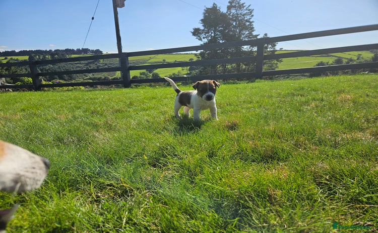 Jack Russell dogs - Advert 3