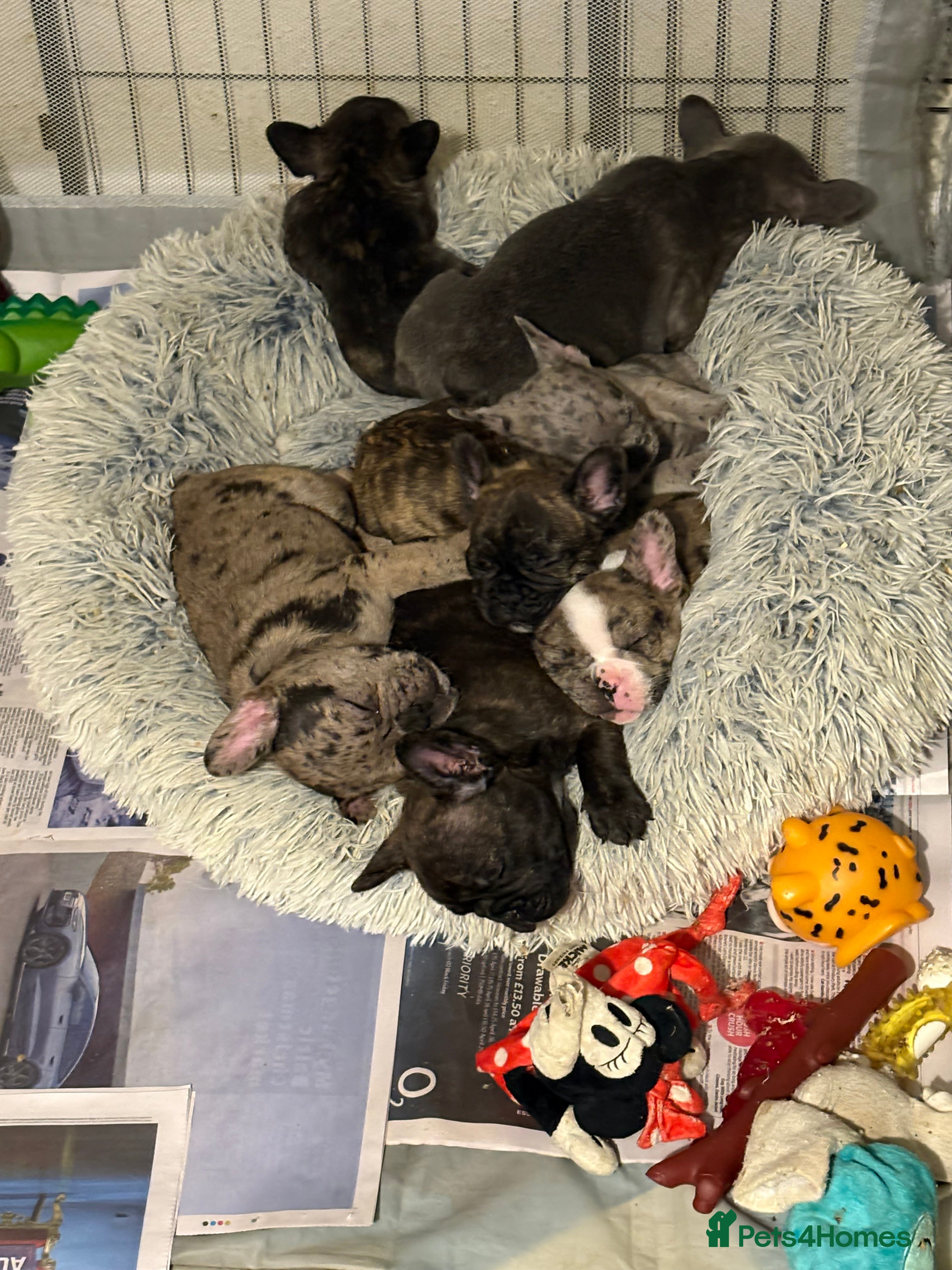 French Bulldog dogs Ready to leave💥!!REDUCED!!💥 - Advert 9