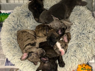 French Bulldog dogs Ready to leave💥!!REDUCED!!💥 - Advert 5
