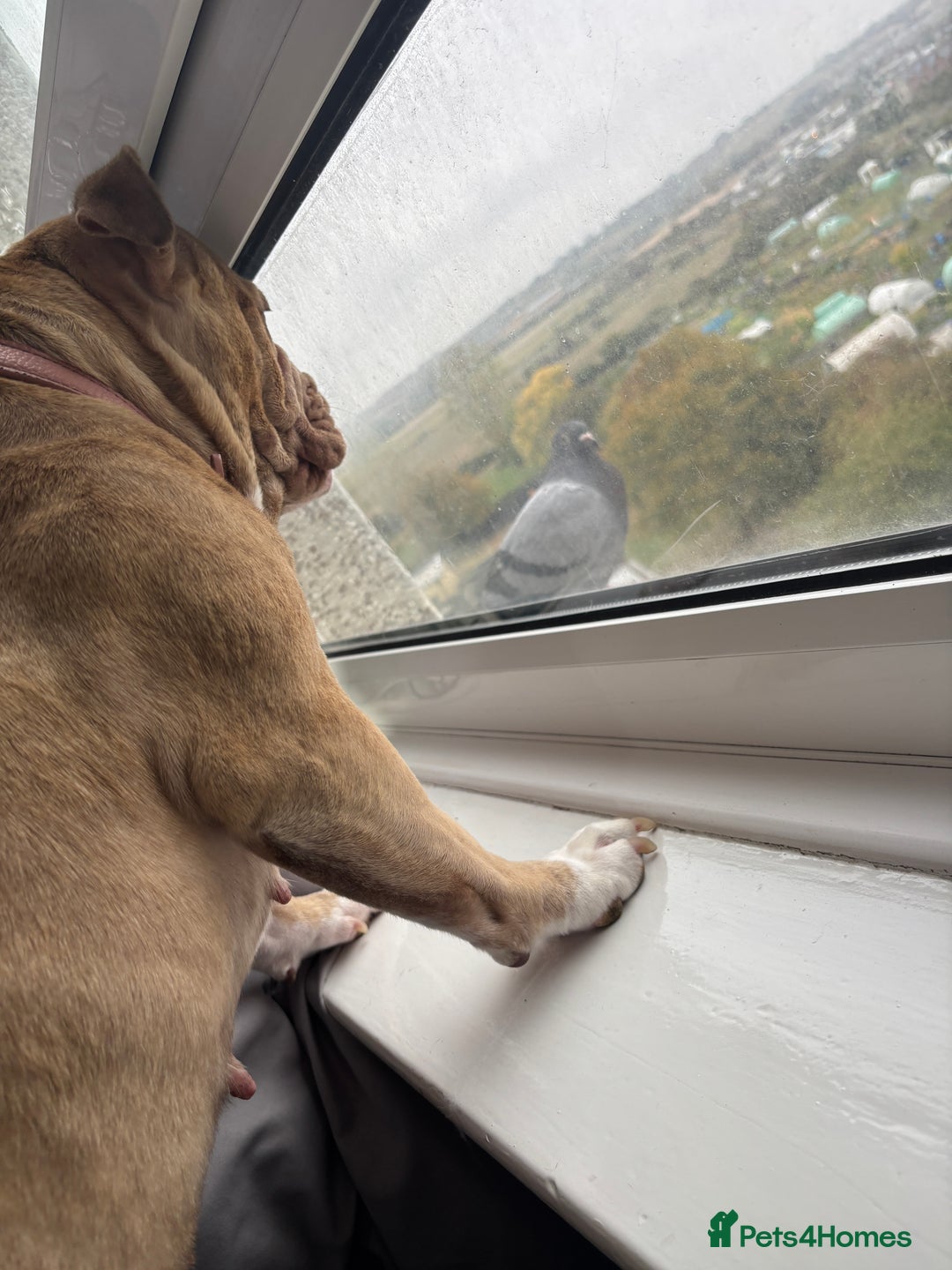 Mixed Breed dogs for sale: English bulldog / staff  - Advert 7