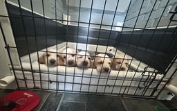 Basset Hound dogs for sale: Lemon and white basset pups - Image 3