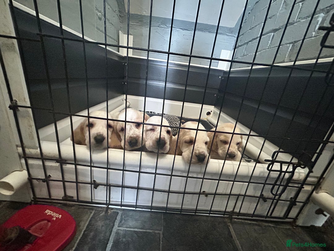 Basset Hound dogs for sale: Lemon and white basset pups - Image 3