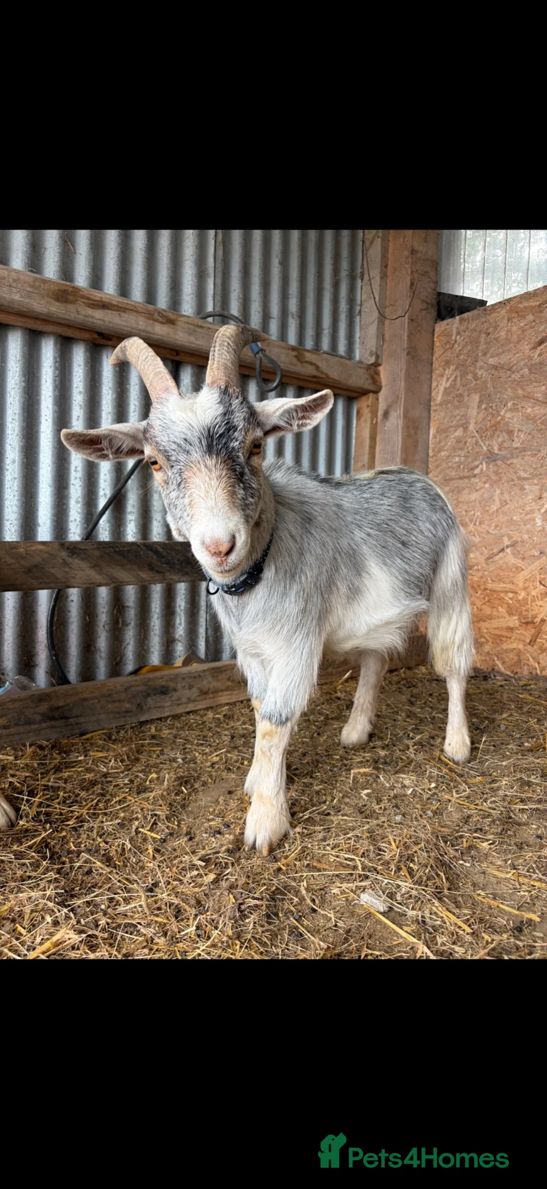 Goats livestock for sale: 3 Pygmy wethers for sale  in Holywell - Advert 1