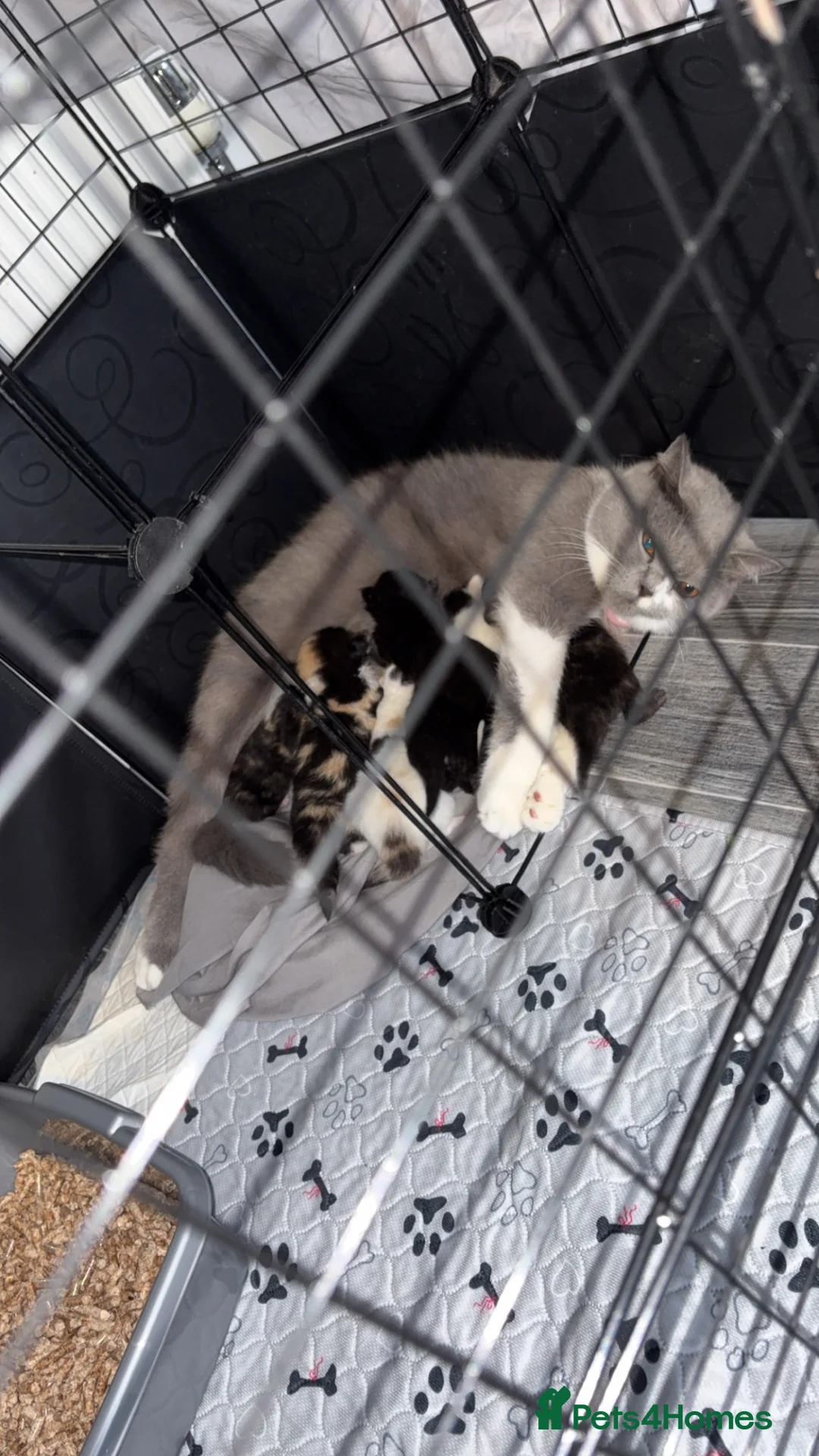 Mixed Breed cats for sale: British short hair crossed  in Birmingham - Advert 2