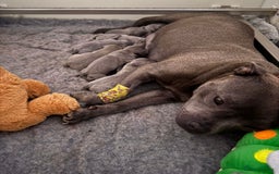 Staffordshire Bull Terrier dogs for stud: A NEW SUPERIOR SOLID BLUE MALE  - Image 15