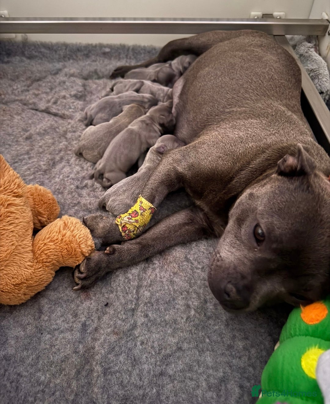 Staffordshire Bull Terrier dogs for stud: A NEW SUPERIOR SOLID BLUE MALE  - Image 15