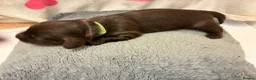 Miniature Dachshund dogs for sale: Longhaired Minature Dachshund - Advert 18
