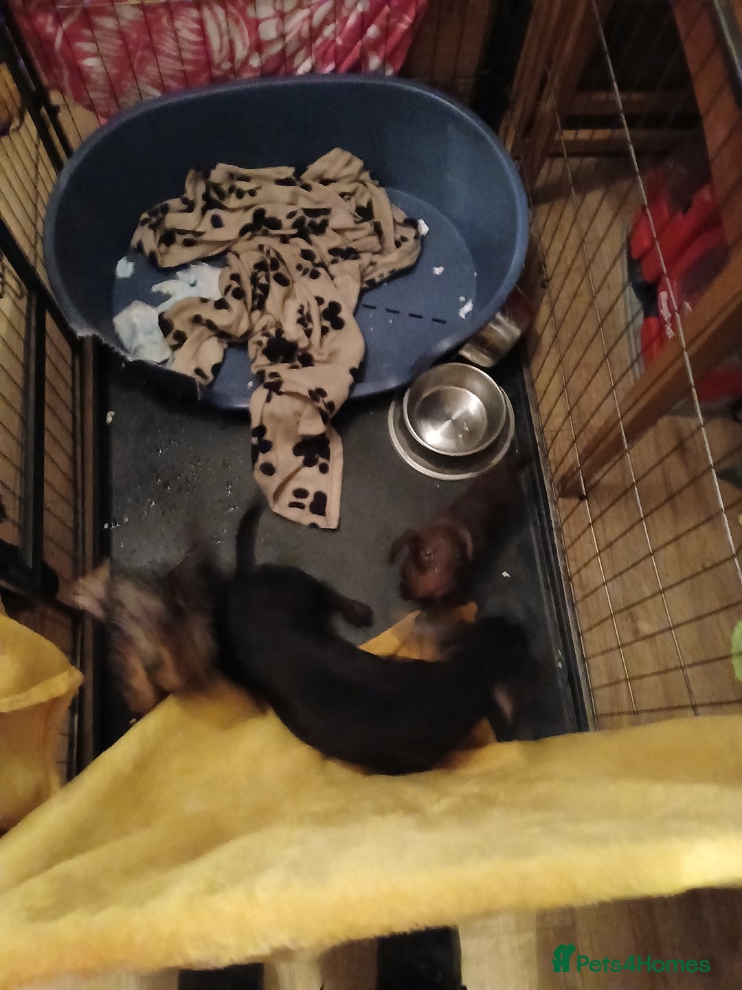 Miniature Dachshund dogs for sale: 2 x miniature  dachshund puppies for sale - Advert 4