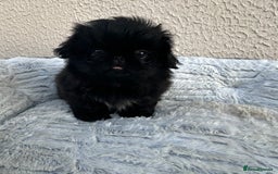 Pekingese dogs for sale: LAST PEKINGESE GIRL AVAILABLE FULLY VACCINATED - Image 6