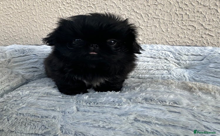 Pekingese dogs - Advert 1