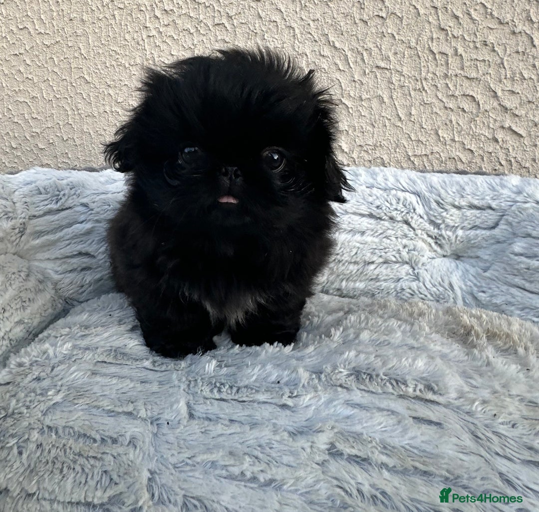 Pekingese dogs for sale: LAST PEKINGESE GIRL AVAILABLE FULLY VACCINATED - Image 6