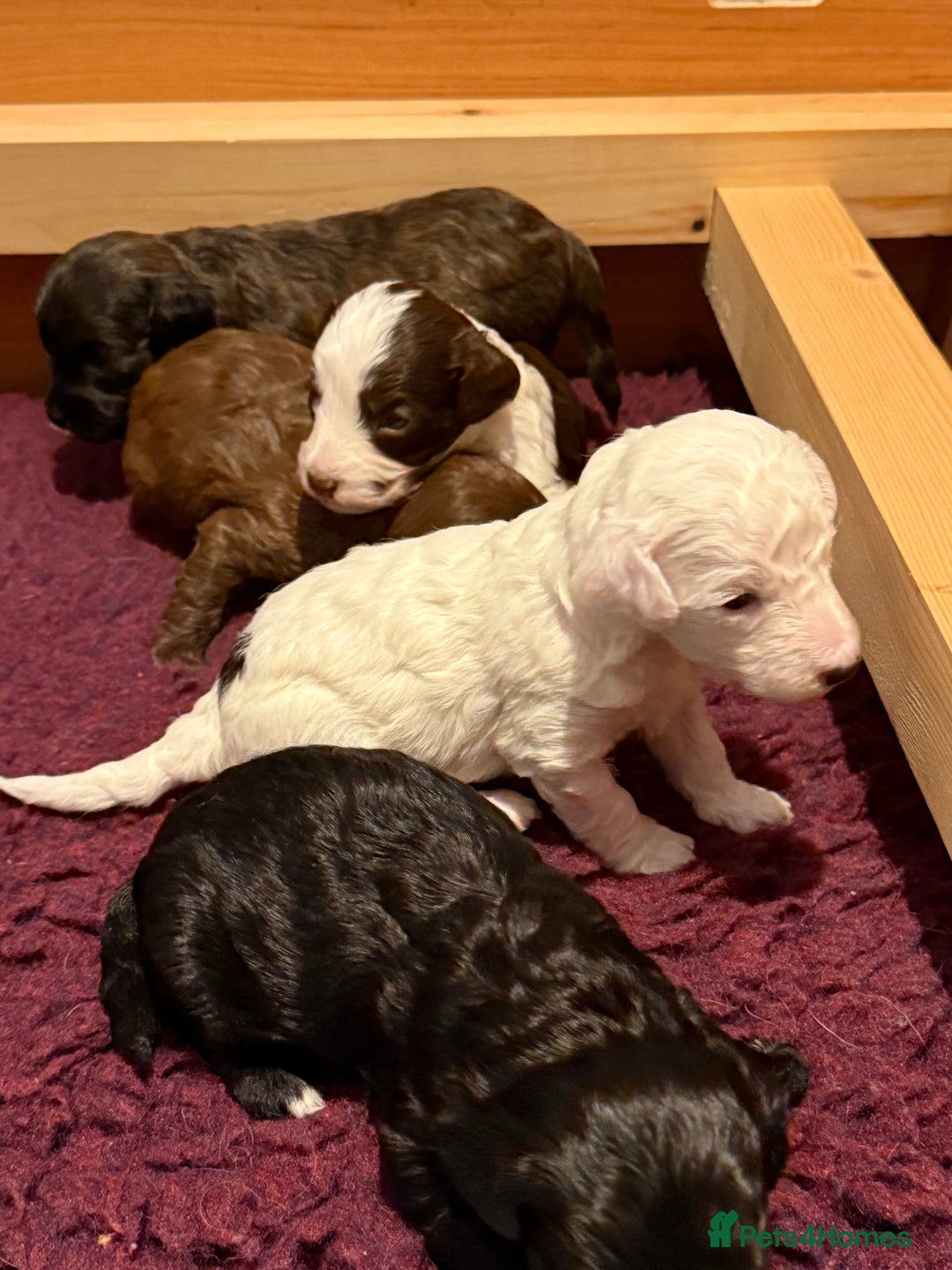 Cavapoo dogs for sale: F1b Cavapoos - Advert 12