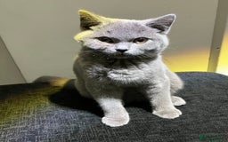 British Shorthair cats for sale: Male British Shorthair kitten 6 month old  - Image 9