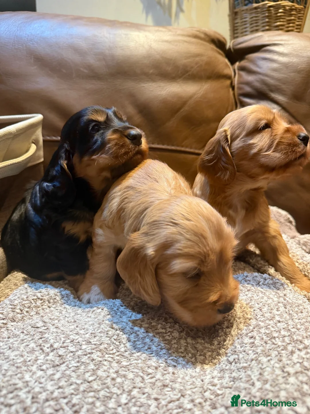 Cockapoo dogs for sale: Stunning Cockapoo F1 puppies in London - Advert 12