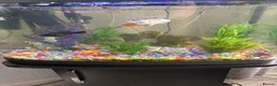 Mollies fish for sale: For sale fish x tanks  in Coventry - Advert 2