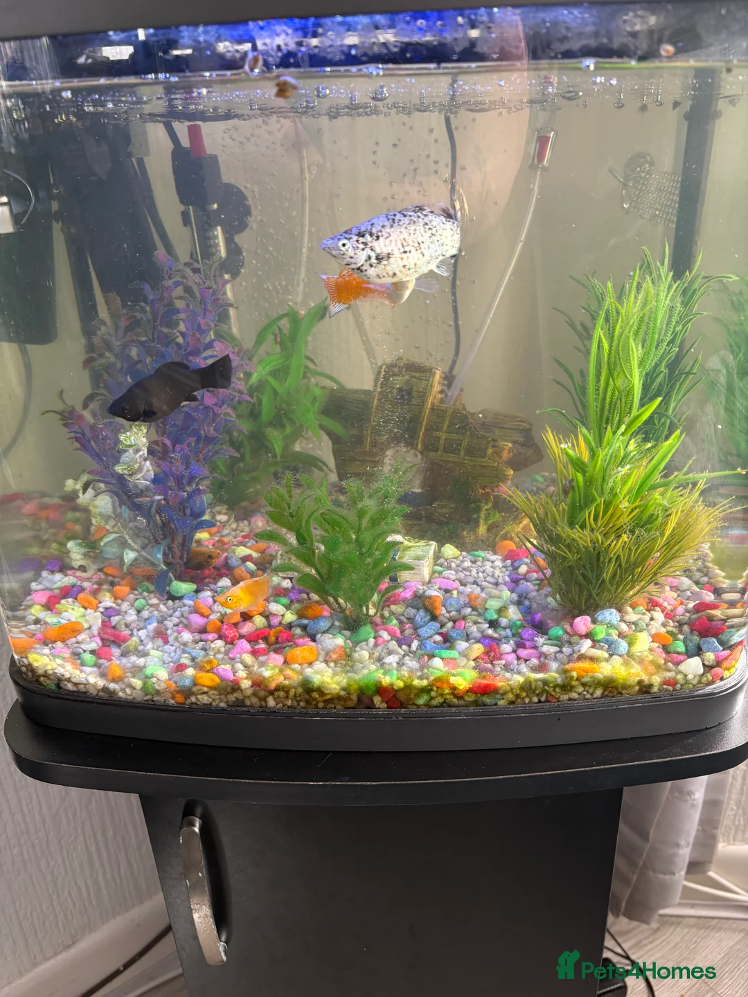Mollies fish for sale: For sale fish x tanks  in Coventry - Advert 2