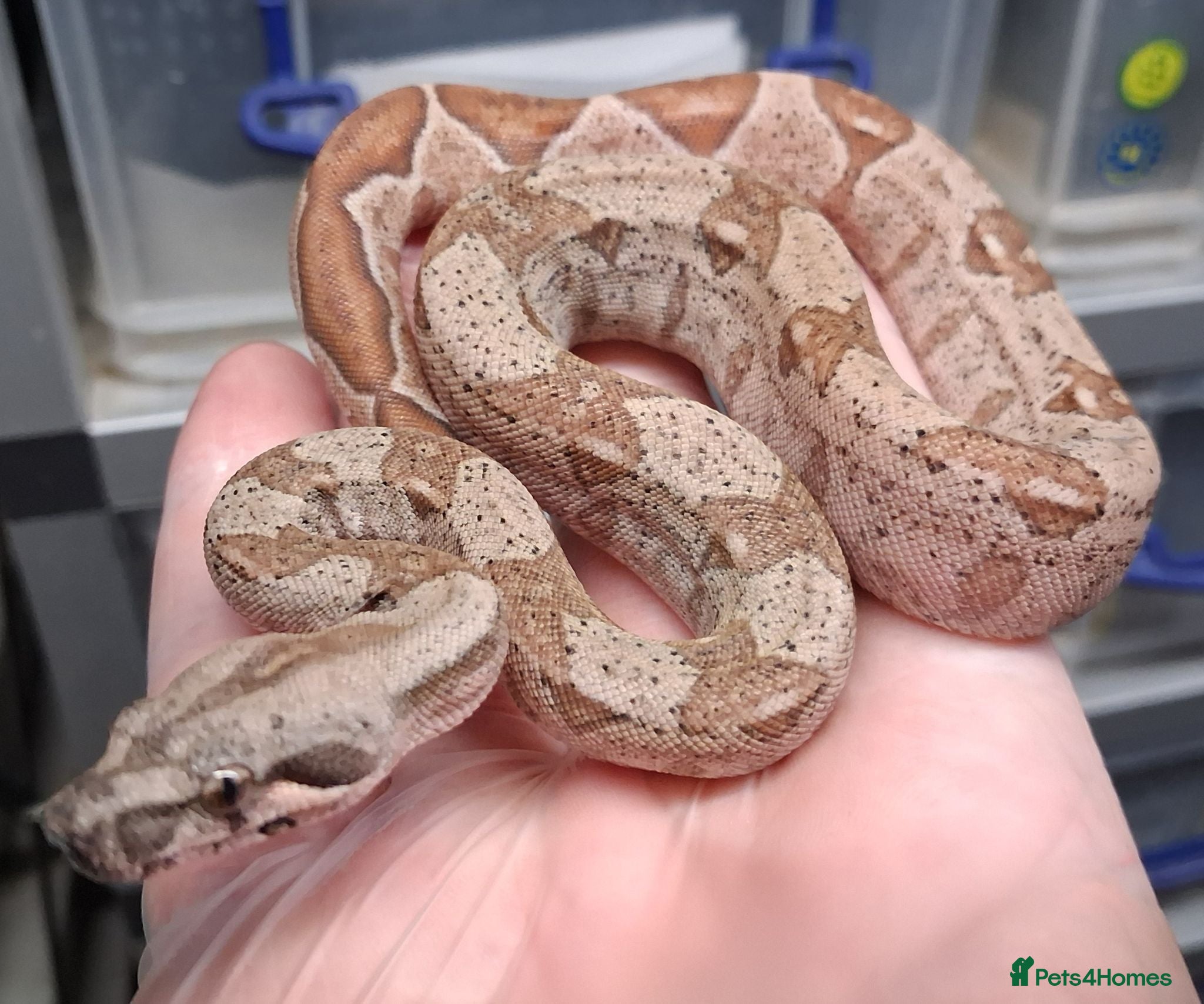 Boa Snake reptiles Baby Hypo Boa constrictor's  - Advert 2