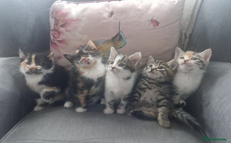 Mixed Breed cats - Advert 1