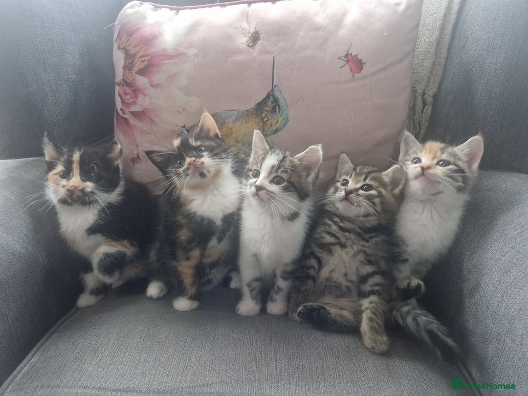 Mixed Breed cats for sale: 5 beautiful kittens 4 female 1 male - Image 1