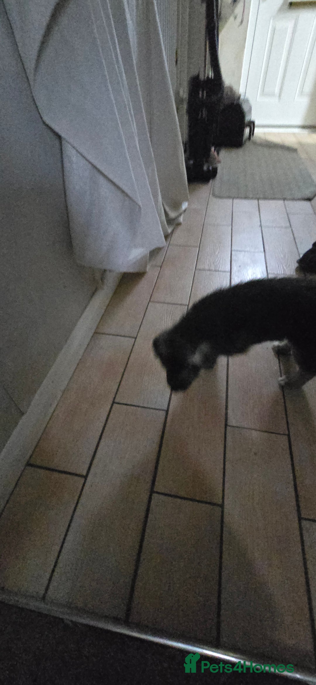 Siberian Husky dogs for sale: Husky pups - Advert 4