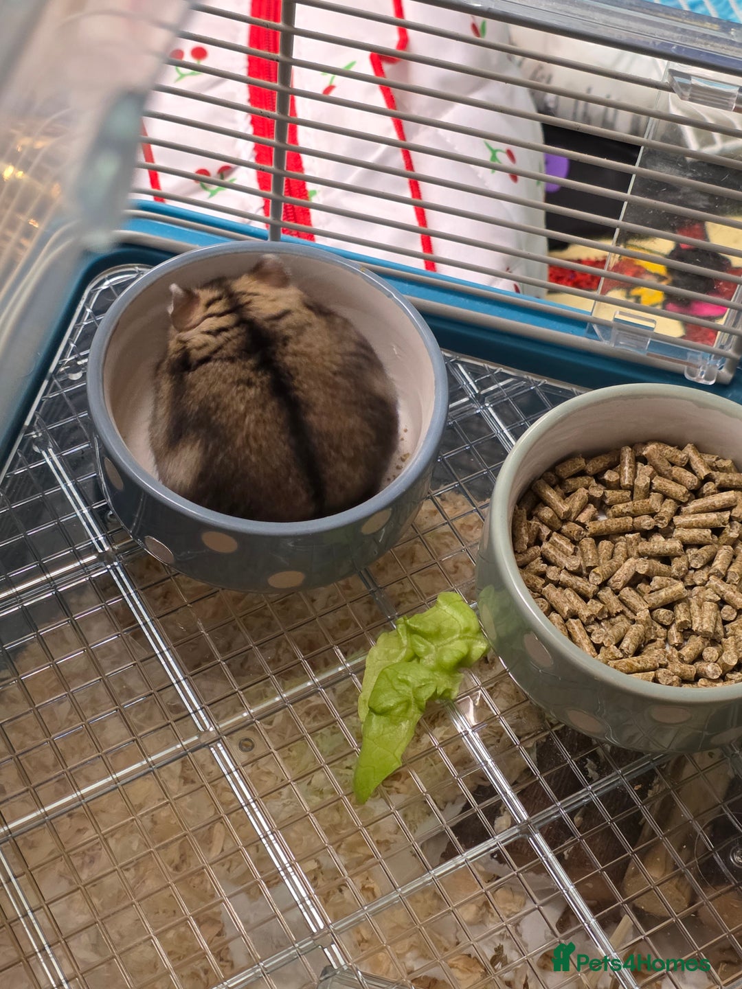 Hamster rodents for sale: Dwarf Hamster & Set Up - Advert 5