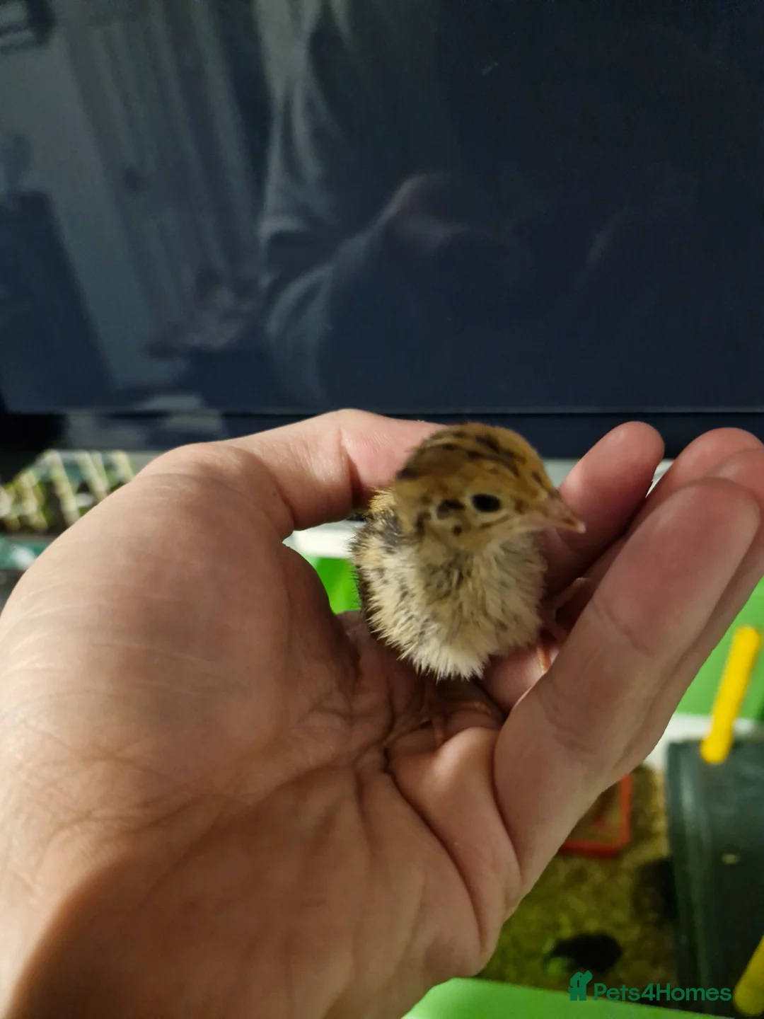 Quail poultry for sale: Jumbo Quail Chicks - Advert 9