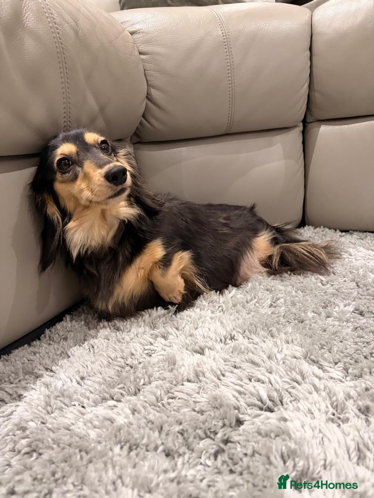 Miniature Dachshund dogs Mini black and cream female - Advert 1