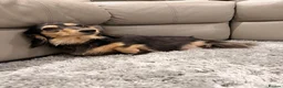 Miniature Dachshund dogs for sale: Mini black and cream female - Advert 1