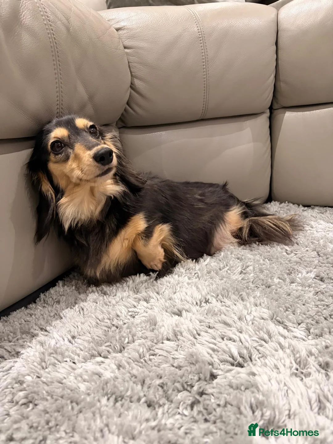 Miniature Dachshund dogs for sale: Mini black and cream female - Advert 1