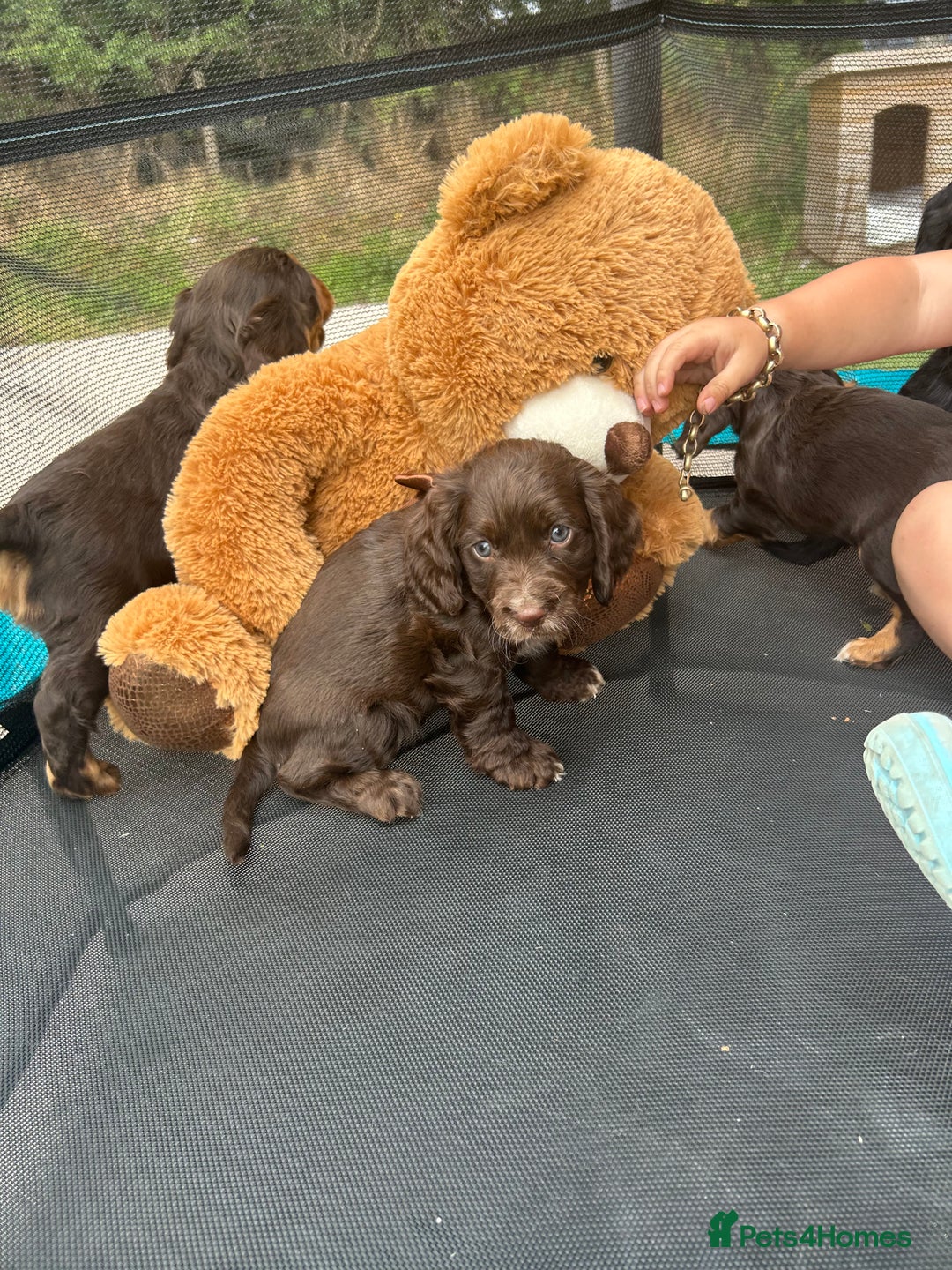 Cocker Spaniel dogs for sale: Miniature working Cocker spaniel puppies for sale - Image 12