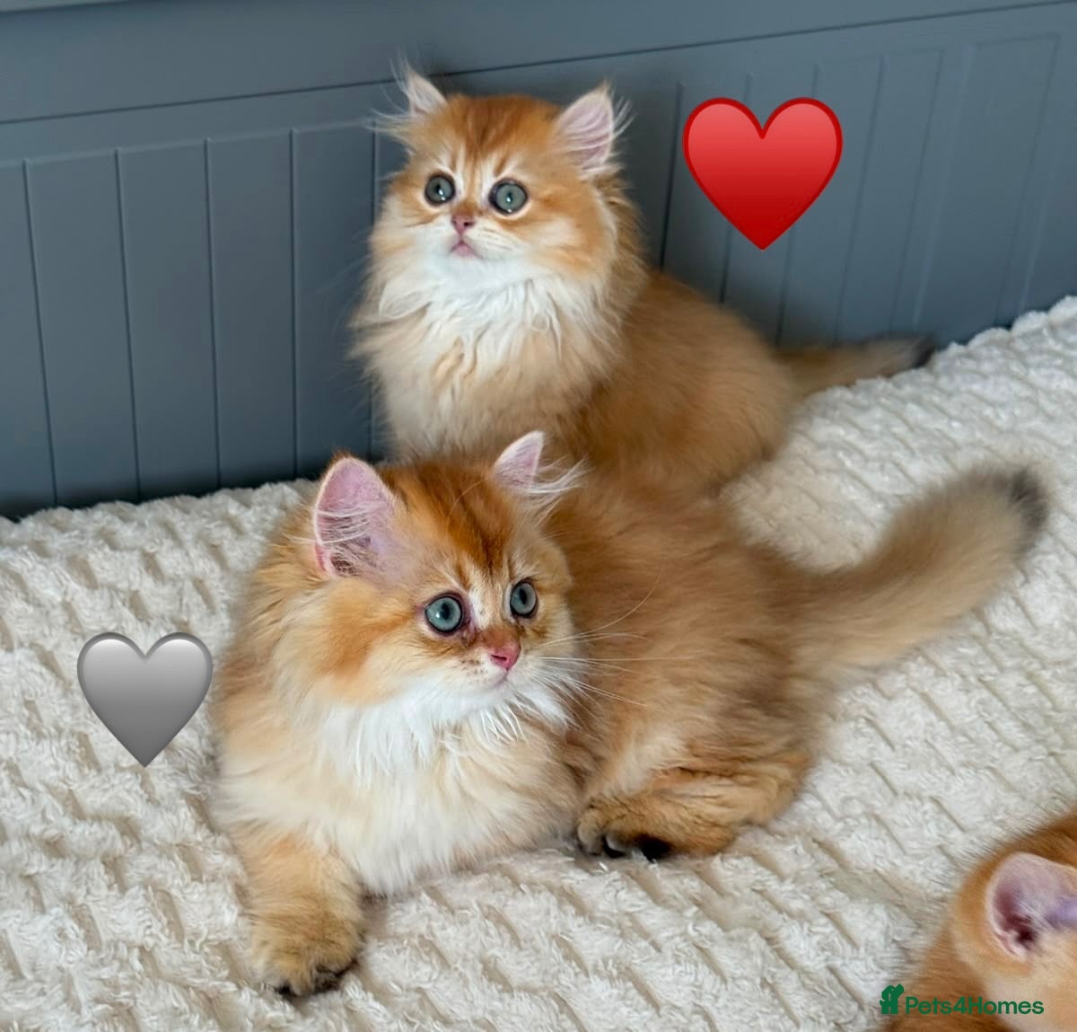 British Longhair cats Chocolate-Golden British BLH and BSH kittens  - Advert 12