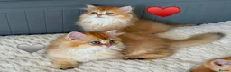 British Longhair cats for sale: Golden British BLH and BSH kittens  - Advert 3