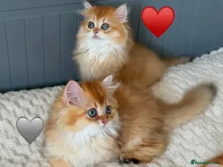 British Longhair cats Chocolate-Golden British BLH and BSH kittens - Advert 12