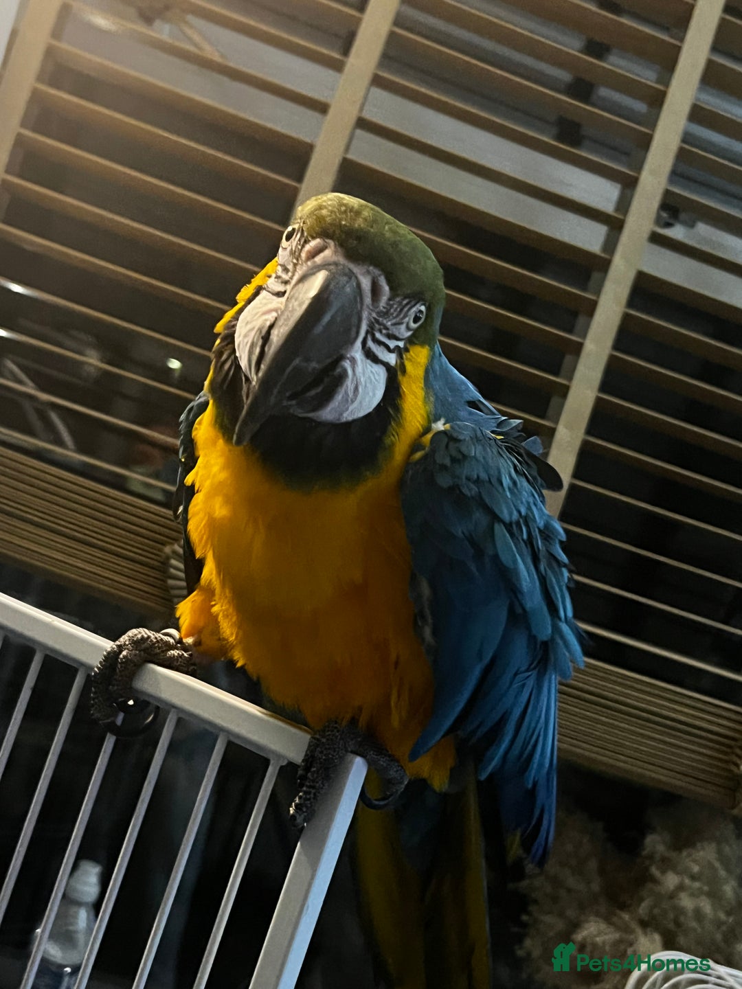 Macaws birds for sale: Male macaw parrot - Image 3
