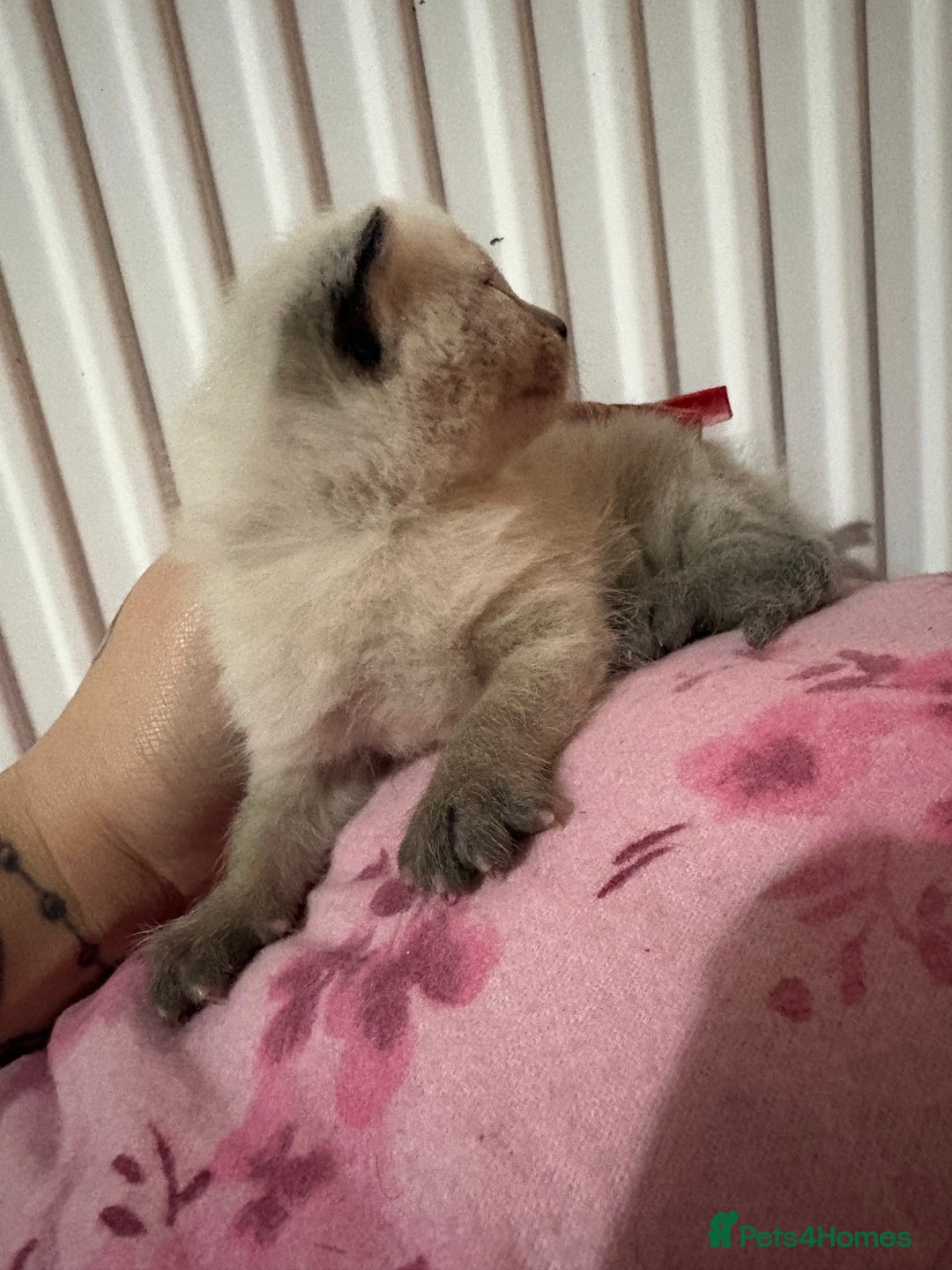 British Longhair cats for sale: Three kittens - Ready  **  week - Advert 3