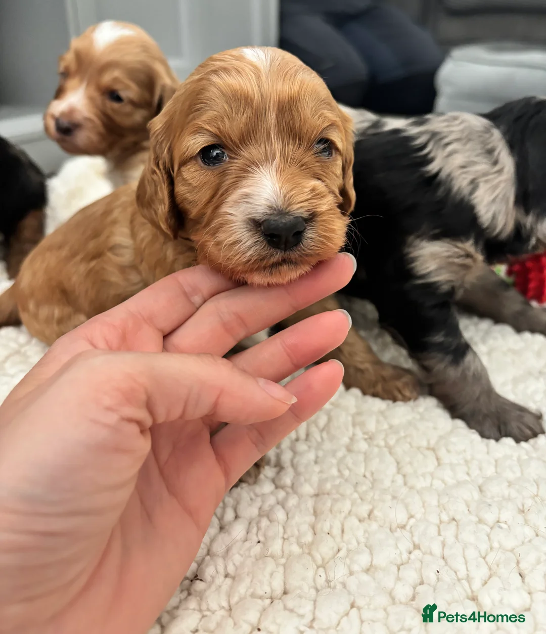 Cockapoo dogs for sale: STUNNING COCKAPOOS  in York - Advert 2