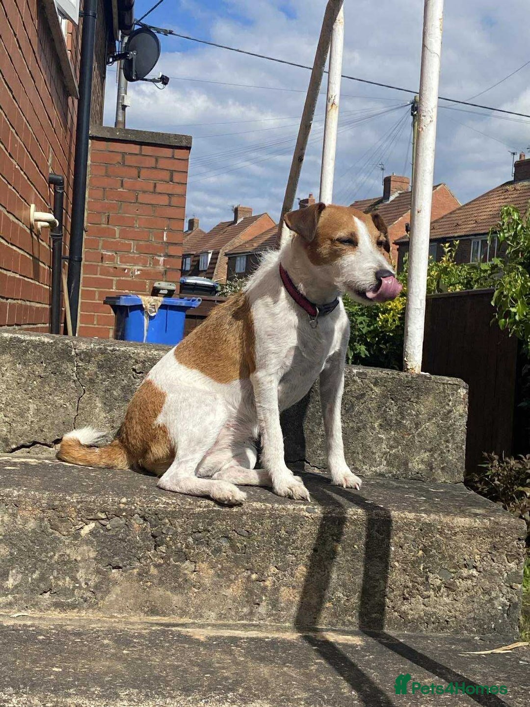 Mixed Breed dogs for sale: Patterdale cross - Image 5