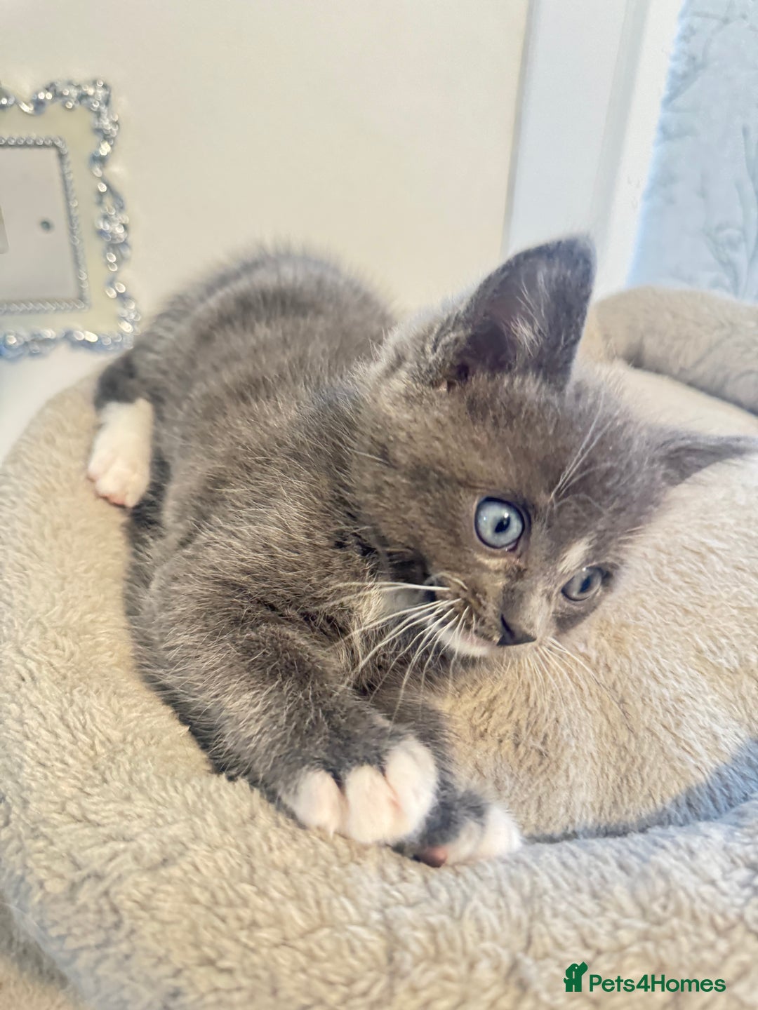 Ragdoll cats for sale: Beautiful Ragdoll Kittens - Advert 17